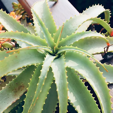 Villa Villa Domus 1938 Sestri Levante