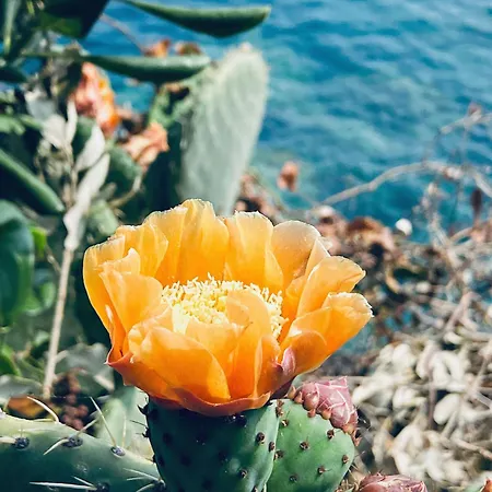 Domus 1938 Sestri Levante