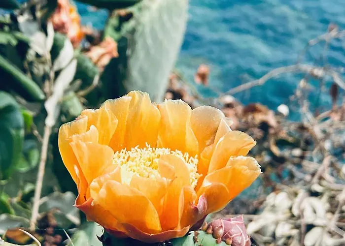 Domus 1938 سيستري ليفانتي