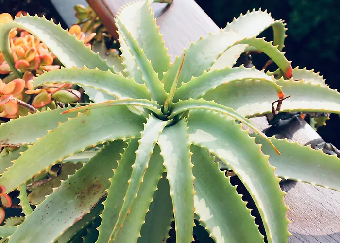 فيلة Domus 1938 سيستري ليفانتي